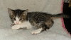 Armani the Kitten