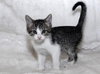 Armani the Kitten