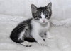 Armani the Kitten