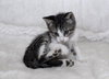 Armani the Kitten