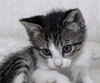 Armani the Kitten