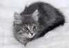 Ariel the Fashionable Kitten