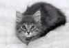 Ariel the Fashionable Kitten