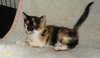 Eternity the Kitten