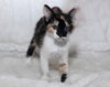 Eternity the Kitten