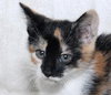 Eternity the Kitten