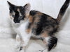 Eternity the Kitten