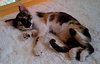 Eternity the Kitten