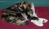 Eternity the Kitten