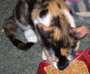 Eternity the Kitten