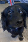 Skipper