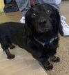 Skipper