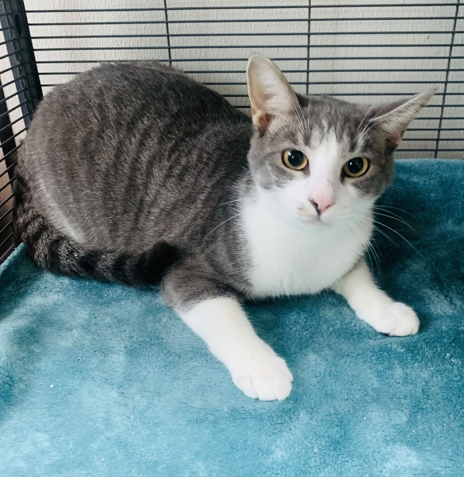 adoptable Cat in Sanford, FL named Sydney