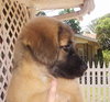 Lilly