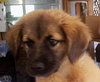 Lilly