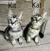 Kit