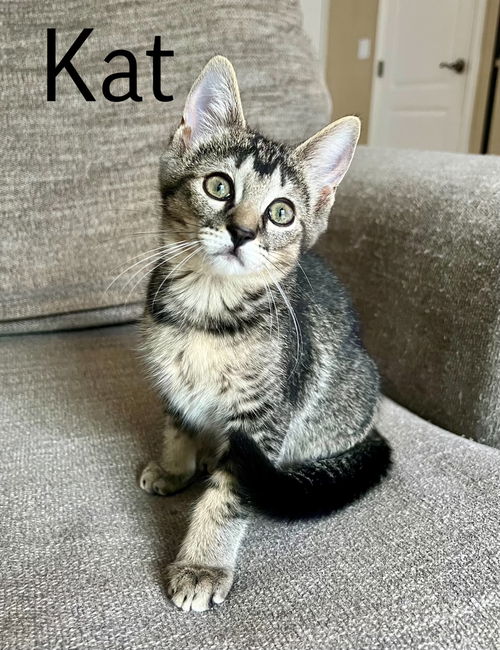 Kat