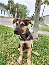 adoptable Dog in sanford, FL named Berkeley *FH*