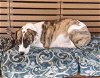 adoptable Dog in sanford, FL named Bess *FH