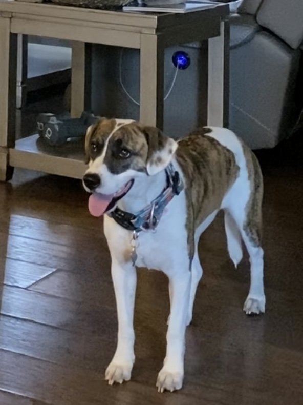 adoptable Dog in Sanford, FL named Bess *FH