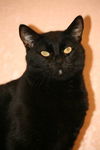 Sammy