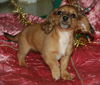 Monkey Face the Mini-Dachshund Puppy