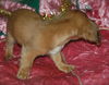 Monkey Face the Mini-Dachshund Puppy