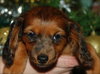Nutmeg the Mini-Dachshund Puppy
