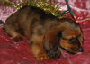 Nutmeg the Mini-Dachshund Puppy