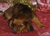 Nutmeg the Mini-Dachshund Puppy