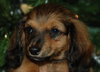 Grizzy the Mini-Dachshund Puppy