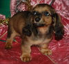 Grizzy the Mini-Dachshund Puppy