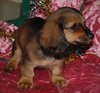Grizzy the Mini-Dachshund Puppy