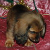 Grizzy the Mini-Dachshund Puppy