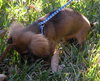 Grizzy the Mini-Dachshund Puppy