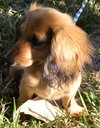 Grizzy the Mini-Dachshund Puppy