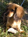 Grizzy the Mini-Dachshund Puppy