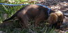 Grizzy the Mini-Dachshund Puppy
