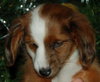 Bently the Mini-Dachshund Puppy