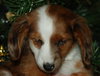 Bently the Mini-Dachshund Puppy