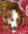 Bently the Mini-Dachshund Puppy