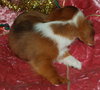 Bently the Mini-Dachshund Puppy