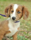 Bently the Mini-Dachshund Puppy