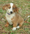 Bently the Mini-Dachshund Puppy