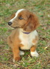 Bently the Mini-Dachshund Puppy