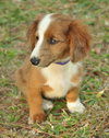 Bently the Mini-Dachshund Puppy