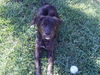 Bear the Lab Puppy