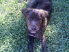 Bear the Lab Puppy