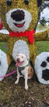 adoptable Dog in sanford, FL named Bubba *FH