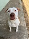 adoptable Dog in sanford, fl, FL named Bubba *FH